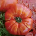 Tomato, Beefsteak - 10,000 Seed Count