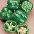 Peppers, North Star Treated - 1,000 Seed Count