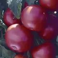 Tomato, Biltmore Treated - 100 Seed Count
