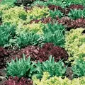 Lettuce, Gourmet Salad Blend 1,000 Seed Count