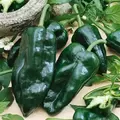 Peppers, Poblano - 1,000 Seed Count