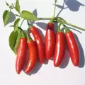 Peppers, Serrano Tampiqueno - 5,000 Seed Count