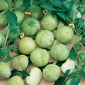 Tomatillo, Verde - 10,000 Seed Count
