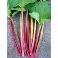 Rhubarb, Victoria - 1lb