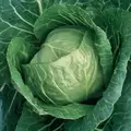 Cabbage, Early Jersey Wakefield 1,000 Seed Count