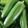 Peppers, Jalapeno M - 10,000 Seed Count