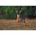 Tenax 7.5'x330' Black Deer Fence Select