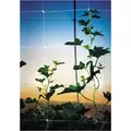 Tenax 48"x250' Plant Trellis Net Hortonova