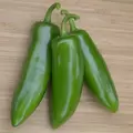 Peppers, Tricked You Treated - 10,000 Seed Count