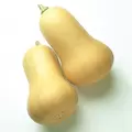 Squash, Early Butternut Hybrid Treated - 10,000 Seed Count