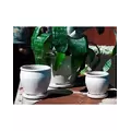 Verandah Butter Cup Size C Wsp