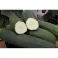 Cucumber, Peticue (patio) - 5000 Seed Count