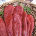 Peppers, Bhut Jolokia - 5,000 Seed Count