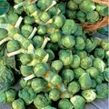 Brussel Sprouts, Long Island - 5,000 Seed Count