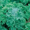 Kale, Vates Blue Curled Scotch - 5,000 Seed Count