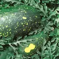 Watermelon, Moon & Stars Red Flesh - 10,000 Seed Count