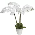 Algreen 29" Triple Orchid