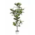 Algreen 70" Ficus