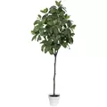 Algreen 74" Magnolia