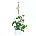 Mossify 42" Bendable Coir Pole