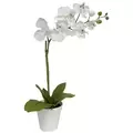 Algreen 20" Orchid White