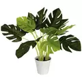 Algreen 19" Monstera