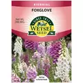 FOXGLOVE, FOXY ANNUAL 280 MG