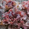 Lettuce, Red Sails 1/2oz Each