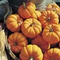 Pumpkin, Jack-B-Little - 1/2lb