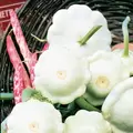 SQUASH, EARLY WHIT BUSH 1/2 LB EACH