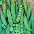 Peas, Lincoln Treated - 50lb