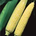 Corn, Temptation - 1/2lb