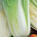 CABBAGE, MICHIHLI CHINESE 1 LB EACH