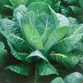 Collards, Morris Heading - 1/2oz