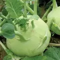 Kohlrabi, Early White Vienna - 1lb