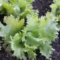 LETTUCE, ITHACA - 1/2 OZ EACH