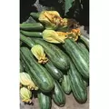 SQUASH, COCOZELLE 1/2 LB BAG EACH