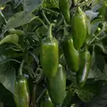 Peppers, La Bomba II - 500 Seed Count