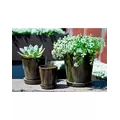 Verandah 5.5" Lilac Size A Tgn