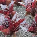 Lettuce, Red Romaine 10,000 Seed Count