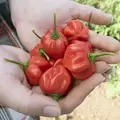 Peppers, Scotch Bonnet Red - 5,000 Seed Count