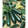 Squash, Black Coral F1 - 100 Seed Count