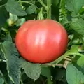 Tomato, Cherokee Purple - 10,000 Seed Count