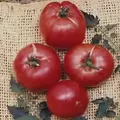 Tomato, German Johnson - 10,000 Seed Count