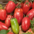 Tomato, Amish Paste - 100 Seed Count