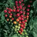 Tomato, Super Sweet 100 - 100 Seed Count