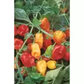 Peppers, Habanero Orange - 1/2oz