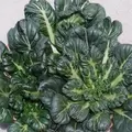 Cabbage, Tatsoi Chinese 1,000 Seed Count