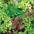 Lettuce, Mesclun Mix 500 Seed Count