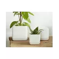 Palm Spring 7"x7.5" Cube with As Mwh